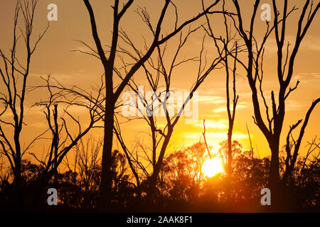 Gomma rossa alberi sono iconico Australian alberi che crescono lungo le rive del fiume Murray. Essi si basano su un regolare ciclo di inondazione per sopravvivere. Il unpreceden Foto Stock