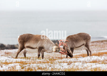 Due renna delle Svalbard (Rangifer tarandus platyrhynchus) maschi / tori da combattimento corna di bloccaggio sulla tundra in autunno / caduta, Svalbard, Norvegia Foto Stock