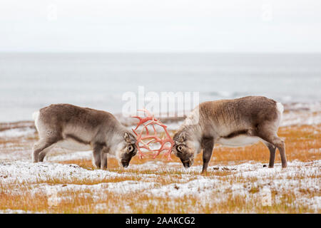 Due renna delle Svalbard (Rangifer tarandus platyrhynchus) maschi / tori da combattimento corna di bloccaggio sulla tundra in autunno / caduta, Svalbard, Norvegia Foto Stock