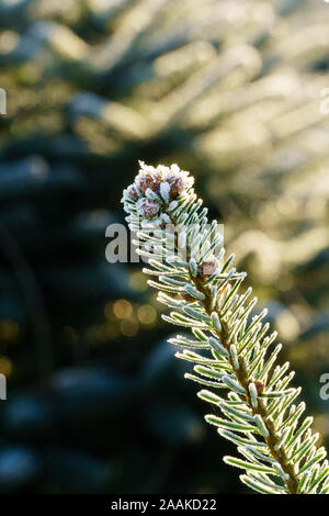 Un ramo di abete con piccoli coni di abete ricoperti di bianco di cristalli di ghiaccio di brina è retro illuminato dal sole di mattina in inverno. Macro Closeup shot, diagonale Foto Stock