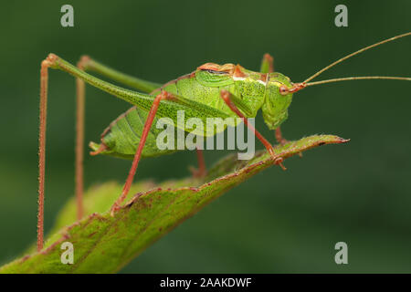 Voce maschile screziato Bush Cricket (Leptophyes punctatissima) arroccato su Rovo foglie. Tipperary, Irlanda Foto Stock