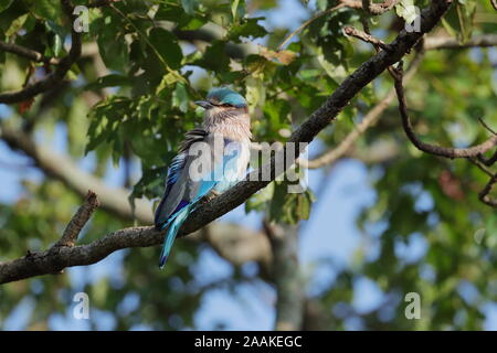 Il rullo indiano è un uccello della famiglia Coraciidae, i rulli. Essa si verifica ampiamente da ovest Asia per il subcontinente indiano. Foto Stock