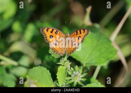 Junonia almana, il pavone pansy, è una specie di farfalla nymphalid trovati in Cambogia e Asia del Sud. Foto Stock