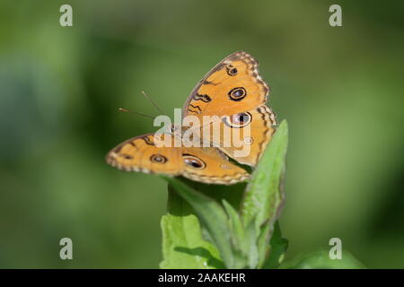 Junonia almana, il pavone pansy, è una specie di farfalla nymphalid trovati in Cambogia e Asia del Sud. Foto Stock