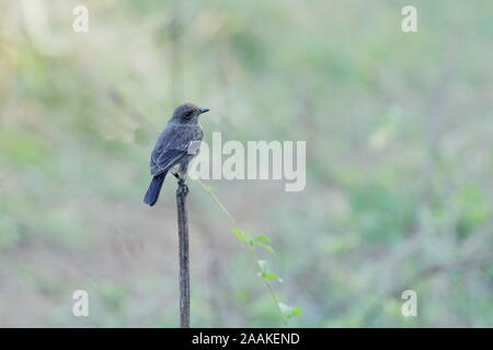 Il pied bush chat è un piccolo uccello passerine trovato che spaziano da Ovest Asia e Asia centrale per il subcontinente indiano. Foto Stock