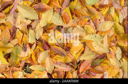 Vista ravvicinata di tappeto di ciliegio variopinto caduto le foglie in autunno come sfondo. Foto Stock