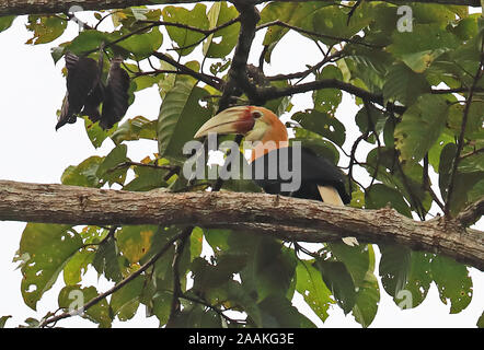 Hornbill Papua (Rhyticeros plicatus) maschio adulto appollaiato sul ramo fiume Fly, Papua Nuova Guinea Luglio Foto Stock