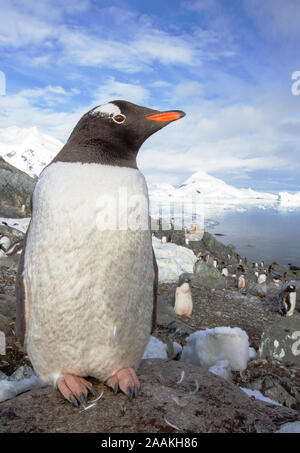 I pinguini Gentoo tra scenari costieri mozzafiato in Paradise Bay off Graham terra sulla penisola antartica. La penisola è uno dei più rapidl Foto Stock