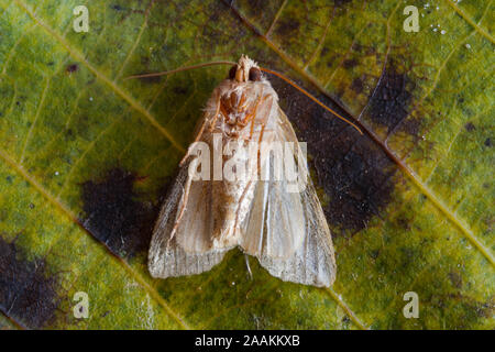 Fine dell'estate: un morente Leafroller moth giacente sulla sua schiena sul caduto foglie di noce Foto Stock