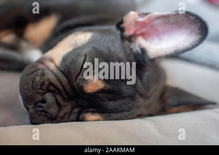 Bulldog francese cucciolo Foto Stock