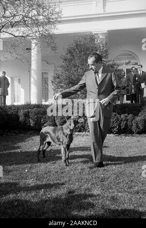 Stati Uniti Il presidente Richard Nixon con il suo animale domestico, re Timahoe, un Setter Irlandese, sulla Casa Bianca Prato, WASHINGTON, STATI UNITI D'AMERICA, fotografia di Warren K. Leffler, 28 Gennaio 1969 Foto Stock