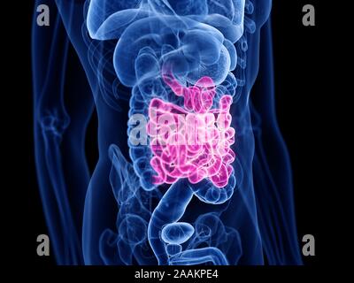 Il piccolo intestino, illustrazione del computer. Foto Stock