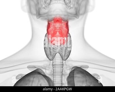 Laringe umana, illustrazione del computer. Foto Stock