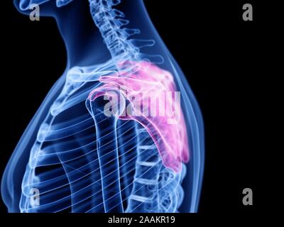 Scapola, illustrazione del computer. Foto Stock