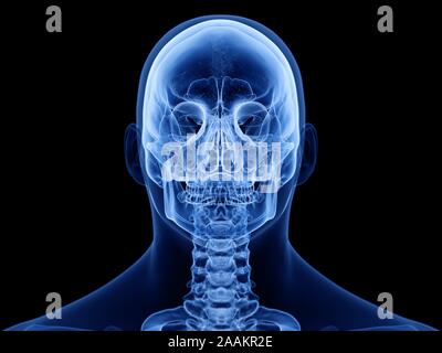 Cranio umano, illustrazione del computer. Foto Stock