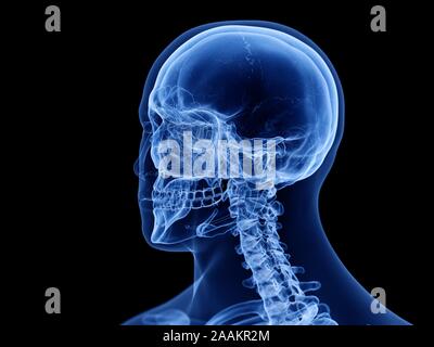 Cranio umano, illustrazione del computer. Foto Stock