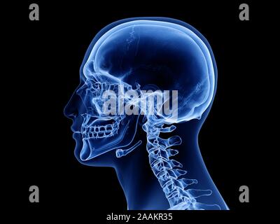 Cranio umano, illustrazione del computer. Foto Stock