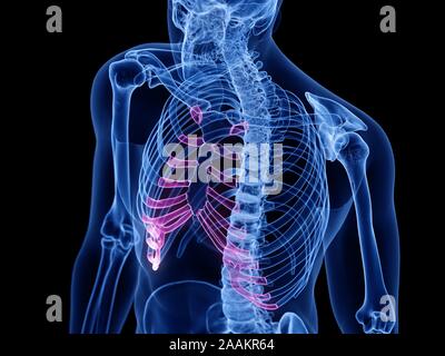 Cartilagine costale, illustrazione del computer. Foto Stock