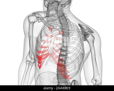 Cartilagine costale, illustrazione del computer. Foto Stock