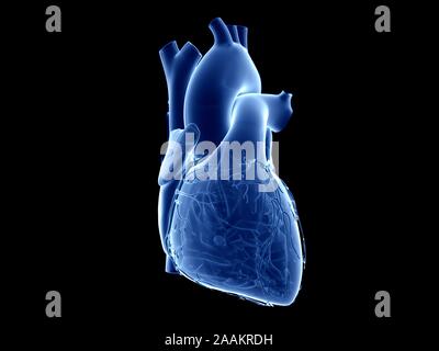 Il cuore umano, illustrazione del computer. Foto Stock