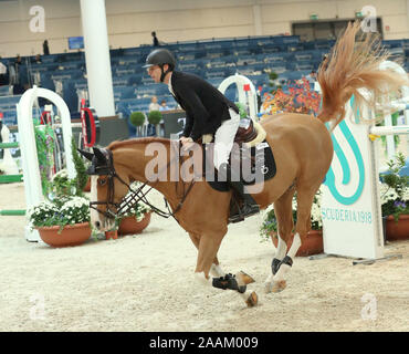 VERONA, Italia - NOV 09: Pieter Devos per il Belgio si fanno concorrenza a livello franco Tucci, durante l'evento Longines FEI Jumping World Cup 2019 a Verona Foto Stock