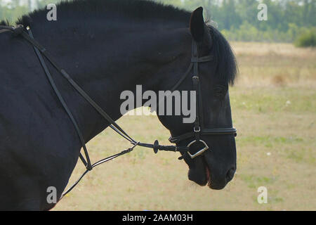 Ritratto di un cavallo nero in una briglia e rifilando mane Foto Stock