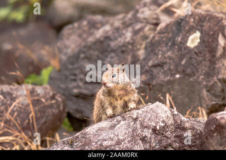Curare lo scoiattolo in posa su una roccia Foto Stock