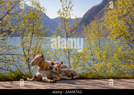 Pecore relax su una strada oltre a un fiordo in Norvegia Foto Stock