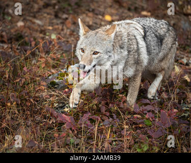 Il coyote in colori autunnali Foto Stock