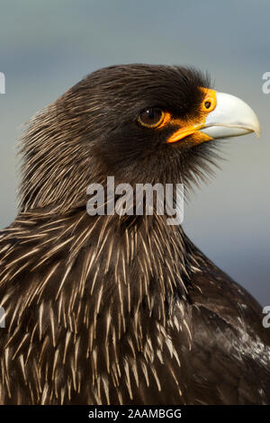 Falkland Karakara ritratto Foto Stock