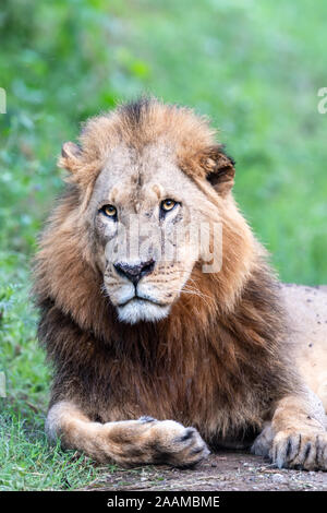 Leone africano (Panthera leo) di appoggio in Kenya Foto Stock