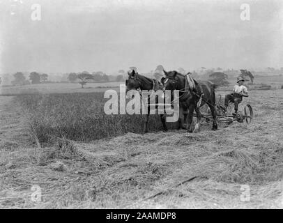 Un tardo vittoriano o inizio Edwardian inglese vintage fotografia in bianco e nero che mostra due cavalli grandi tirando un pezzo di macchinari progettati per tagliare il fieno, con l'agricoltore seduto sulla macchina che conduce i cavalli. Foto Stock