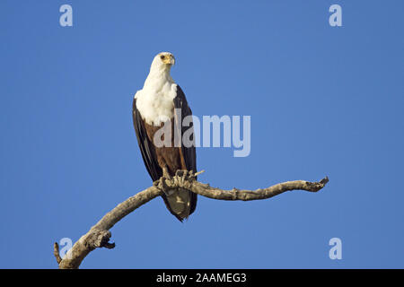 Schreiseeadler | pesce africano Eagle - Haliaetus vocifer Schreiseeadler adultes Caprivi esemplare, Namibia Foto Stock