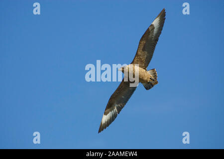 Schmarotzerraubmöwe | Arctic Skua Foto Stock