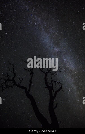 I rami di un morto ginestra nel deserto Sud Occidentale che si allunga verso il cielo notturno pieno di stelle. Via Lattea overhead. Foto Stock