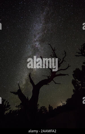 Nel sud-ovest del deserto di cieli bui, la Via Lattea è visto testa come un albero di ginepro delle filiali raggiungere verso il cielo stellato. Foto Stock