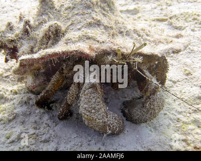 Gigante Granchio eremita (Petrochirus diogene) Foto Stock