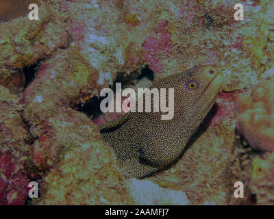 Goldentail moray eel (Gymnothorax miliaris) Foto Stock