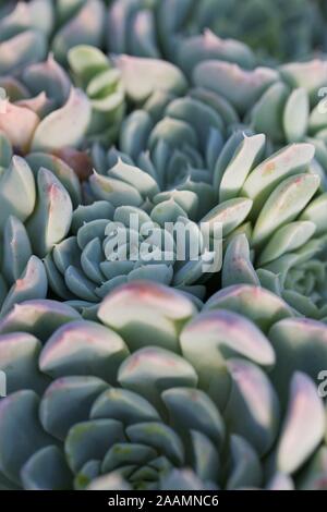 Echeveria elegans piante succulente. Foto Stock