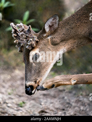 Deer testa di animale shot con sfondo bokeh di fondo con una posizione divertente di graffiare la sua bocca mentre esponendo la sua testa, corna, orecchie, occhio, bocca, naso, piede, Foto Stock