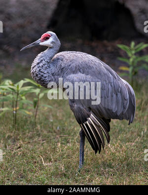 Sandhill gru uccello close-up di profilo alto e permanente con un bel fogliame bokeh sfondo nel suo ambiente circostante e ambiente mentre esponendo il suo corpo, sp Foto Stock