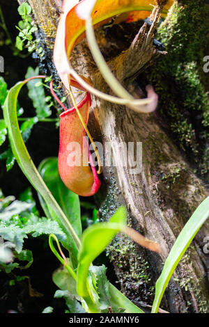 Tropical Nepenthes pianta carnivora. Liana erbosa con brocca di insetto trappola. Nepenthes brocca rossa su uno sfondo Foto Stock