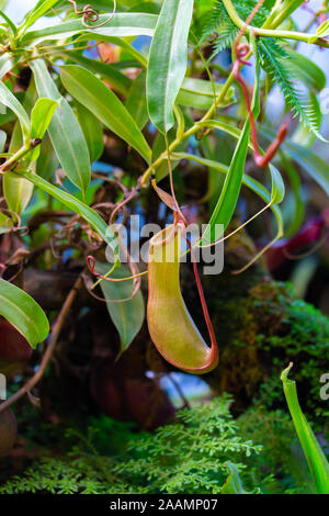 Nepenthes alata Blanco predator pianta carnivora della famiglia Nepenthaceae. Liana tropicale con brocca di insetto trappola. Foto Stock