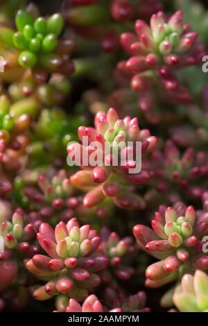 Sedum rubrotinctum. Foto Stock