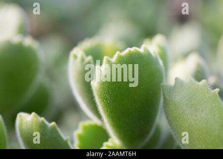 Cotiledone tomentosa impianto. Foto Stock