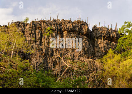 Roccia calcarea con grandi cactus in arido Cerrado. Bahia, Brasile, Sud America. Foto Stock