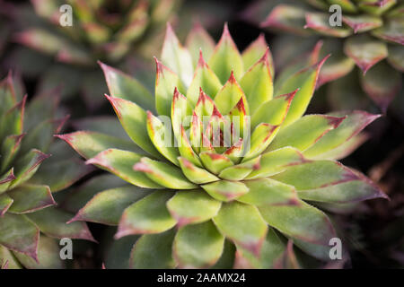 Echeveria agavoides 'Bordo rosso". Foto Stock