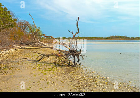 Lavato fino allo scheletro ad albero sul telecomando Ocean Shore su Assateague Island National Seashore in Maryland Foto Stock