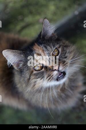 Un ritratto di un bel gatto. Foto Stock