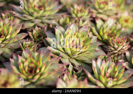 Echeveria agavoides 'Bordo rosso". Foto Stock